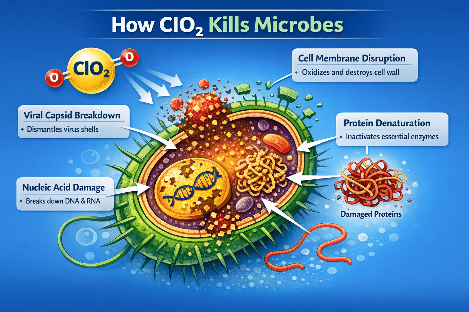 ClO2 disruption of microbial cell structure